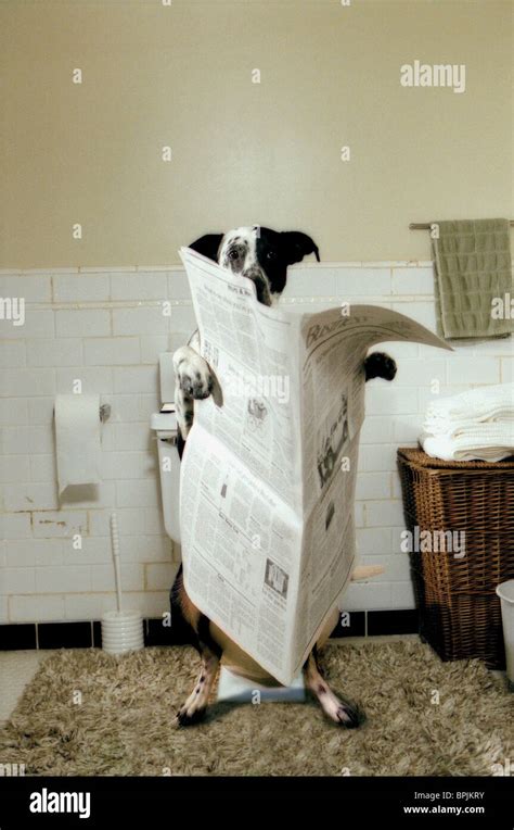 Dog Reading Paper While On Toilet High Resolution Stock Photography And