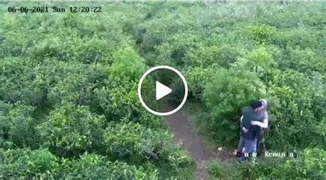 Viral Sejoli Mesum Di Kebun Teh Terekam Cctv Saat Ciuman Mesra Polisi