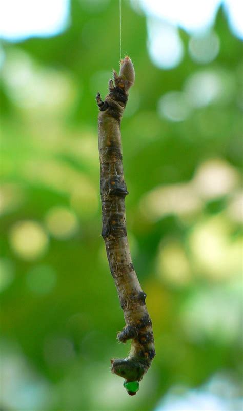 Stick Like Caterpillar Some Type Of Span Worm Interesting Flickr