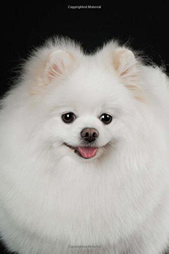 Rare teacup pomeranian prices can approach $50,000. Original Price Cost Of Pomeranian Dog In India