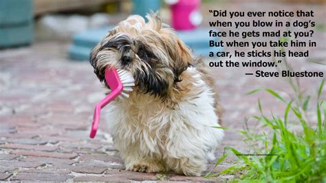21 Best Funny Dog Quotes For Instagram Pictures