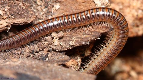 Millipedes And Centipedes North American Insects And Spiders