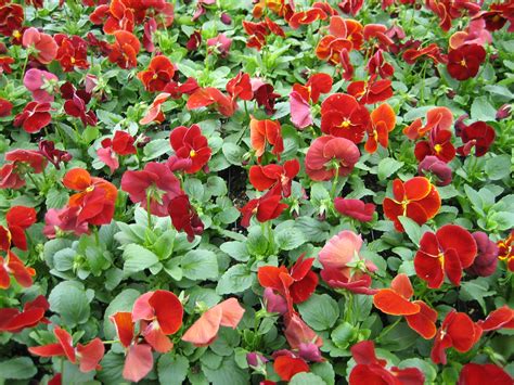 Pansy Red Blotch Bloom Masters