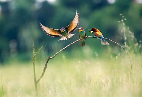 Shallow Focus Photography Of Three Multicolored Birds Landscape