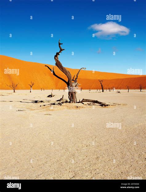 Dead Trees In Dead Vlei Sossusvlei Namib Desert Namibia Stock Photo