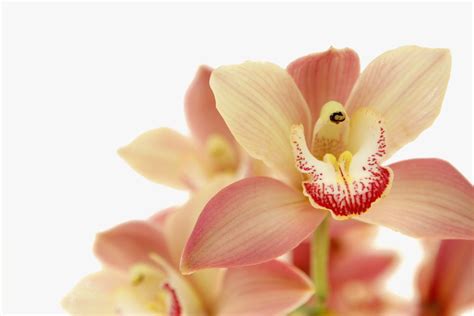 Salmon Pink Orchid Blossoms Posters And Prints By Corbis
