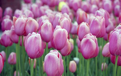Free Wallpaper Of Flowers Beautiful Pink Tulips Of Holland Free