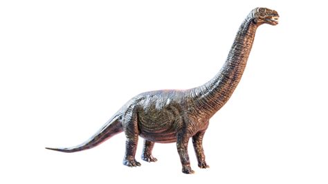 Apatosaurus 3d Dinopedia