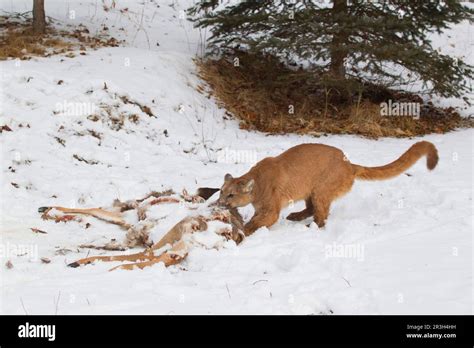 Cougar Cougar Concolor Adult Dragging Remains Of White Tailed Deer