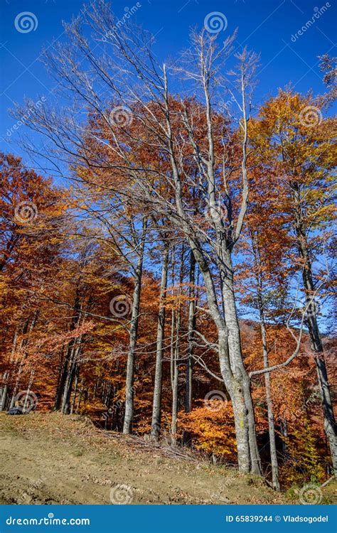 Autumn Trees In A Mountain Forest Autumn Scene With Colorful Stock