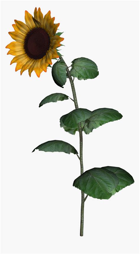 Sunflower Stem Clip Art