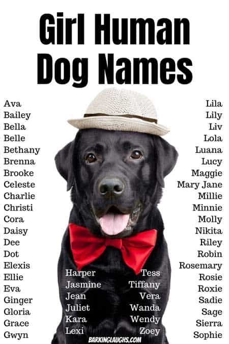 Female Dog Names And Meanings Artofit