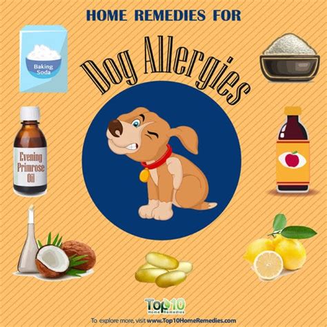 Allergies In Dogs Treatment With Natural Remedies Top