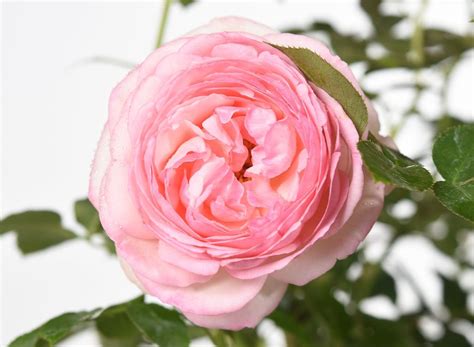 Strauchrose Eden Rose 85 Rosa Eden Rose 85 Günstig Kaufen
