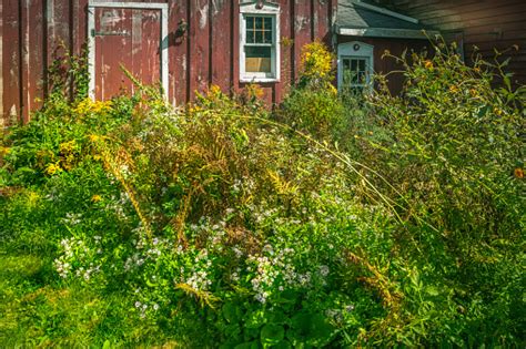 Red Barn Foreground Overgrown With Wild Flowers Stock Photo Download