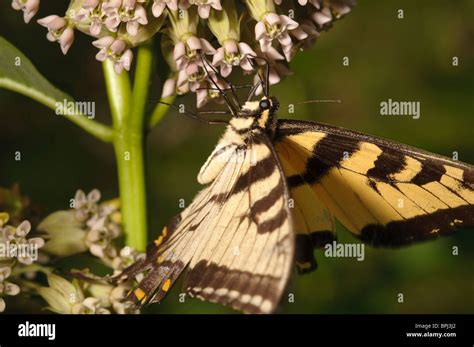 Eastern Tiger Swallowtail Papilio Glaucus Stock Photo Alamy