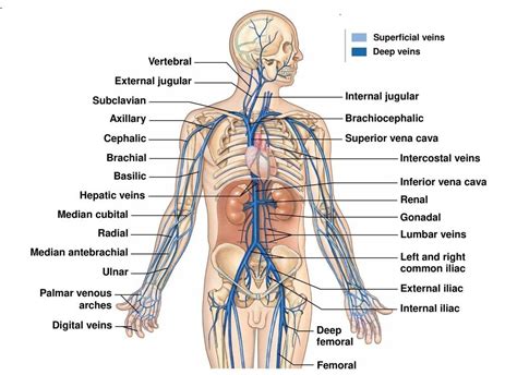 Label the terms on the figure. Veins : Types,Venous System & Clinical Significance » How ...