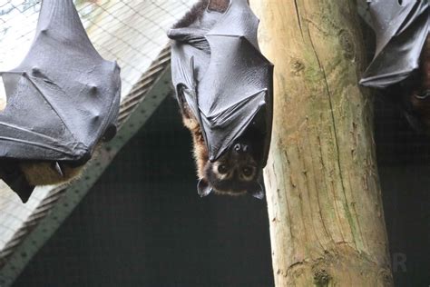 Spectacled Flying Fox June 2016 Zoochat