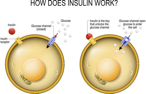 Insulin Sensitivity Infinity Sports Institute