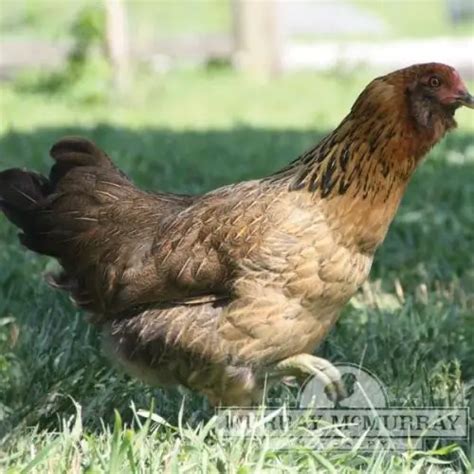 ameraucana chicken what you want to know the farmer s lamp