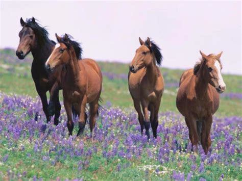 7art Graceful Horses Screensaver 15 Enjoy The Running Horses In