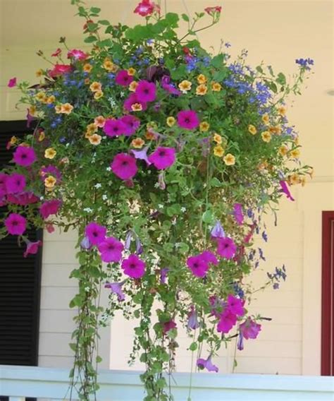 Mixed Sun Hanging Basket Plants Planting Flowers Live Plants