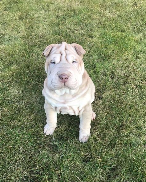 Pitbull puppies for sale craigslist near me. Boston Terrier Puppies For Sale Near Me Craigslist - Free ...