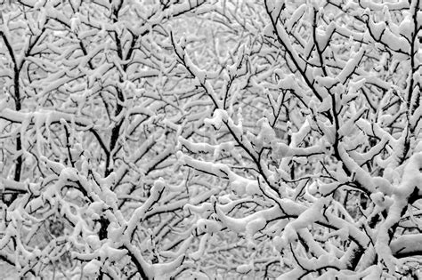 Tree Branches Covered With Thick Snow Stock Image Colourbox