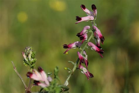 Martin S Ramping Fumitory Fumaria Reuteri Gareth Flickr