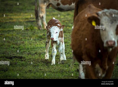 Calf New Born Free Range Suckler Cow Husbandry Stock Photo Alamy