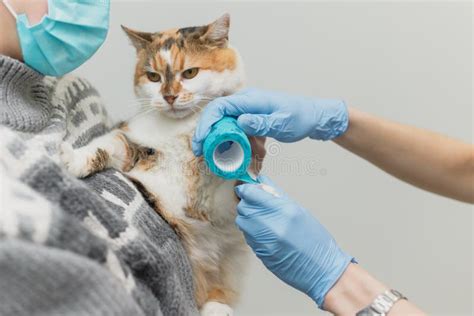 Veterinarian Doctor Bandaging Injured Cat Paw Stock Image Image Of