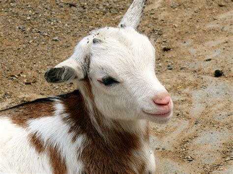 Kid Goat Domestic Farm Free Photo On Pixabay