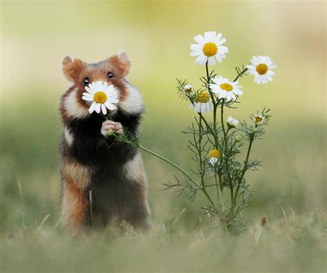 Photographer Captures The Cuteness Of Wild Hamsters Petapixel