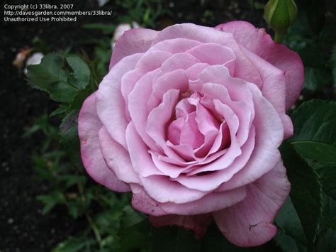 Barbra Streisand Rose Plantfiles Picture 6 Of Hybrid Tea Rose