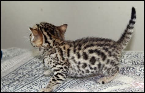 Bengal Kittens Oklahoma Beaux Mondes Bengals