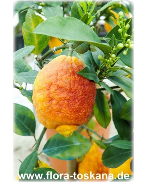 Citrus Limon Rosso Rote Zitrone Pflanze Glühweinzitrone Flora