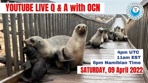 Live Q And A Session With Ocean Conservation Namibia Youtube