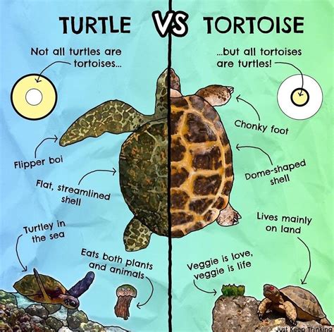 Turtle Vs Tortoise Turtle Dieren Mooi Zeeschildpad