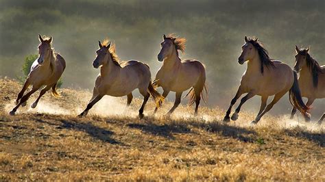 Most Five Beautiful Horses Runing Fresh Hd Wallpaper 2014 Beautiful
