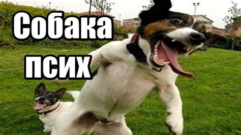 Моя собака псих. Как успокоить нервную собаку? Собака боится пылесоса ...