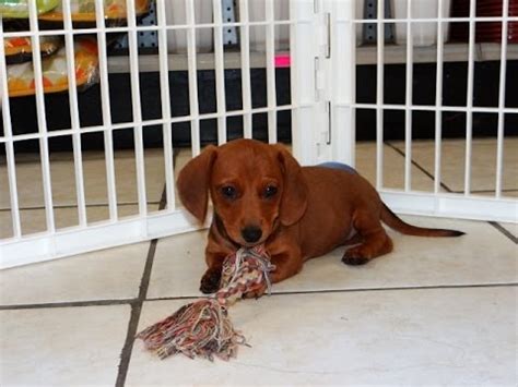 Photo courtesy of r and r kennels. Miniature Dachshund, Puppies, Dogs, For Sale, In Raleigh ...