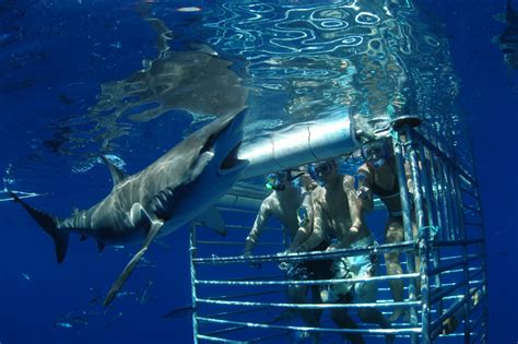 Interesting Facts About Galapagos Sharks That Adventure Life