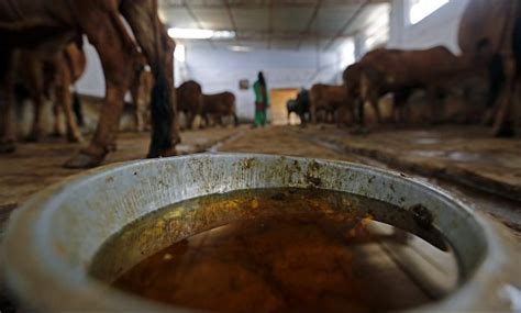 Niti Aayog Pushes For Cow Dung And Urine Farming Technique Experts Cast