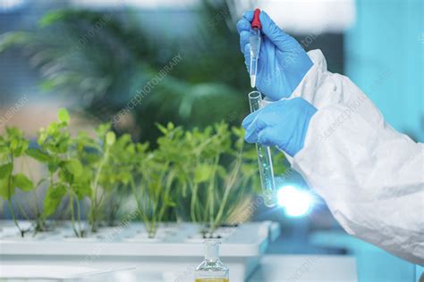 Botanical Research Stock Image F0246752 Science Photo Library
