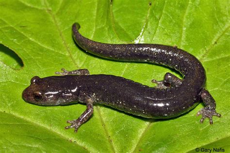 Speckled Black Salamander Aneides Flavipunctatus