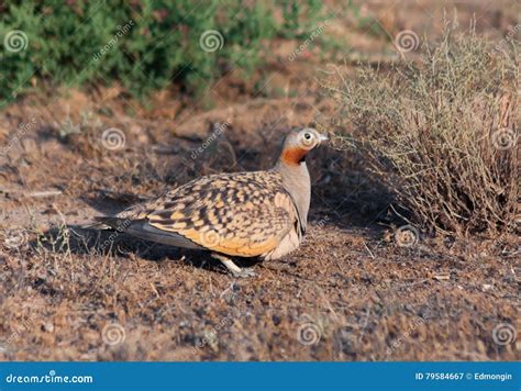 Male Of Black Bellied Sandgrouse Pterocles Orientalis Stock Image