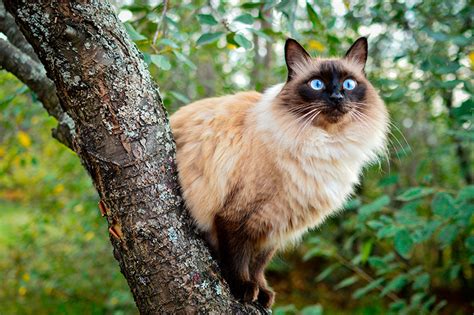 Todo Sobre El Gato Balinés