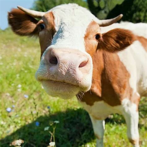 Happy Cow Cuteness Galore Pinterest Happy And Cow