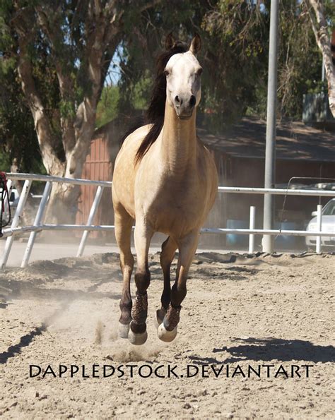 Buckskin Arabian 02 By Dappledstock On Deviantart