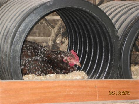 The Pauley Principle The Broody Hen In Her Culvert Nesting Box